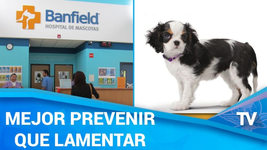 Planes veterinarios para seguimiento de mascotas