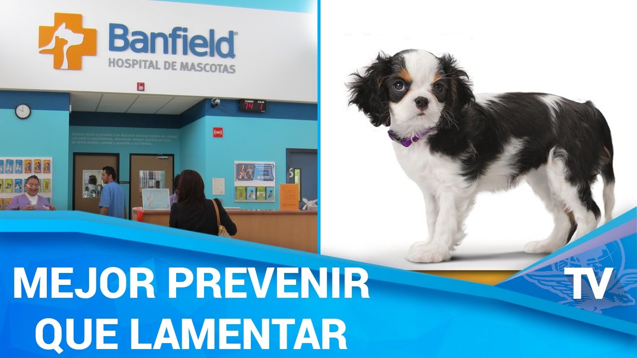 Planes veterinarios para seguimiento de mascotas