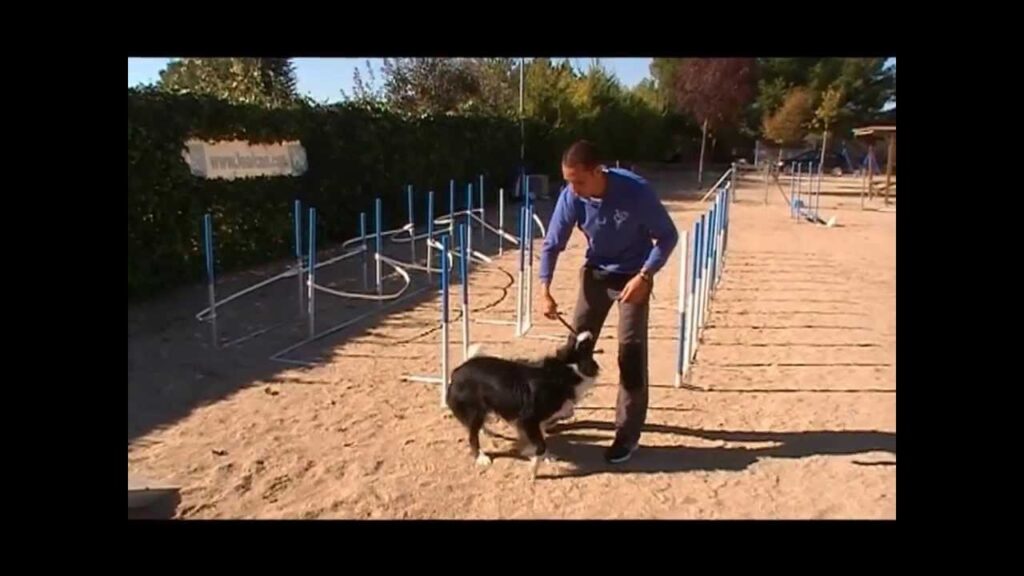 Entrenamiento para mascotas bajo suscripción